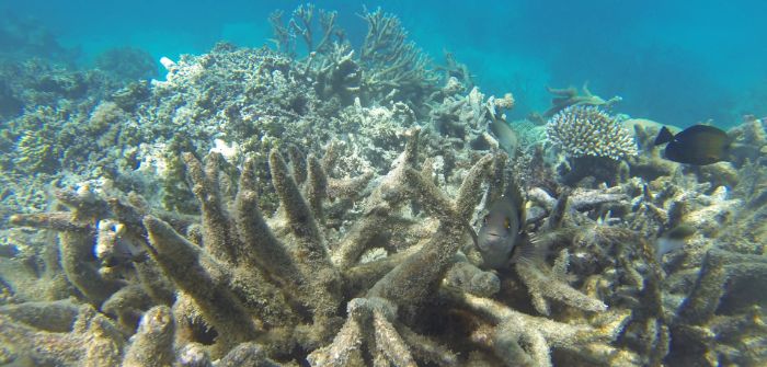 How can Australia's shipping sector reduce its environmental impact?