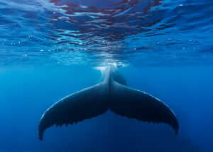 Cranfield University develops “wave-devouring” propulsion concept